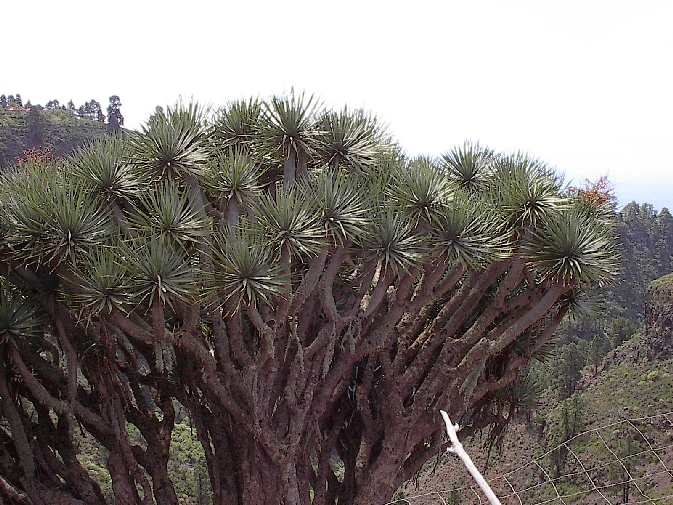 Drachenbaum